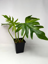 Load image into Gallery viewer, Philodendron Radiatum Variegated