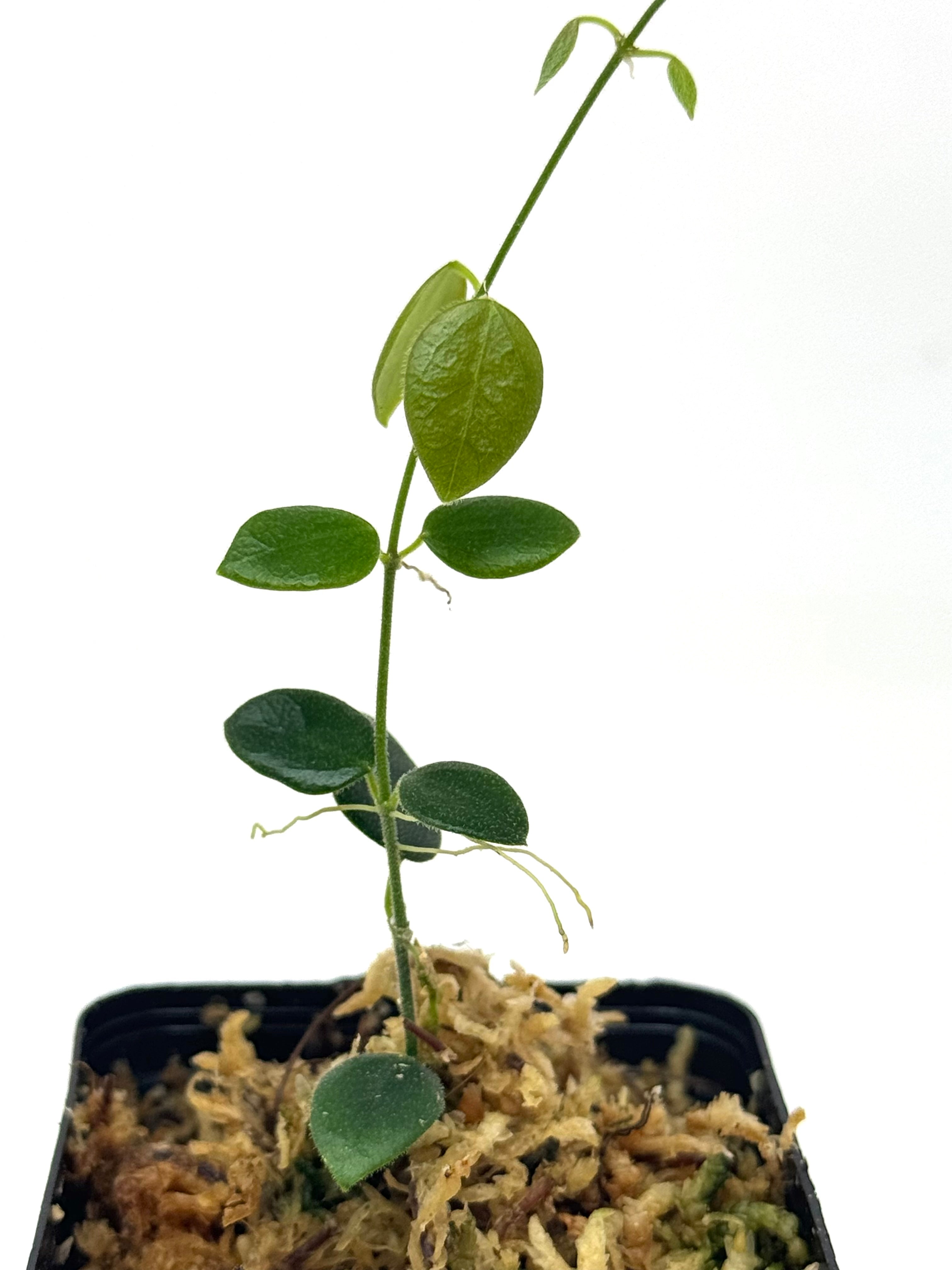 Hoya Pulleana (IM02) – Planthaven Toronto