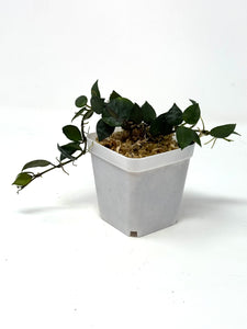 Hoya Krohniana Black
