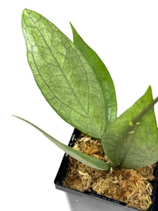 Hoya Germany Silver C