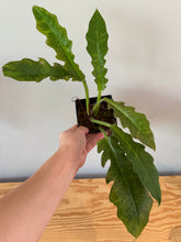 Load image into Gallery viewer, 277. Philodendron Ring of Fire