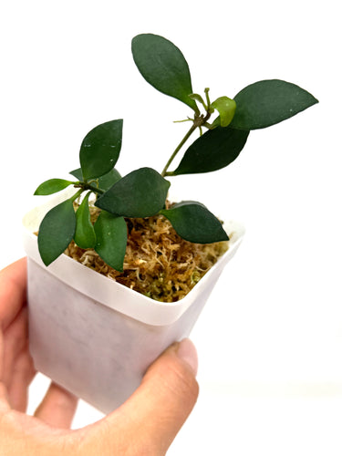 Hoya Mini Pixie