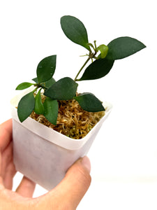 Hoya Mini Pixie