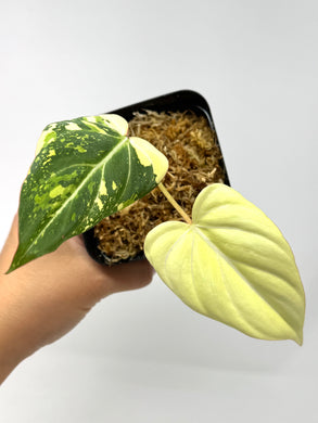 Philodendron Gloriosum Variegated F