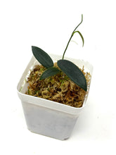 Load image into Gallery viewer, Hoya Lyi