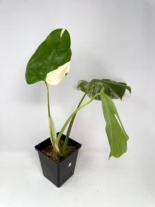 Monstera Deliciosa Albo Variegated D