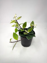 Load image into Gallery viewer, Aeschynanthus Radicans Variegated