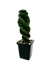 Load image into Gallery viewer, Cereus Forbesii cv. Spiralis &#39;Spiral Cactus&#39; (Ships within Canada only)