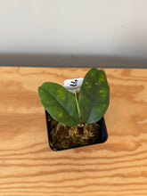 Load image into Gallery viewer, 317. Hoya Campanulata