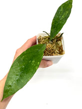 Load image into Gallery viewer, Hoya Estrellaensis IML 1256