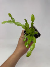 Load image into Gallery viewer, Rhipsalidopsis Gaertneri- Ships within Canada only