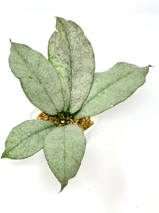 Hoya Mitrata Silver D