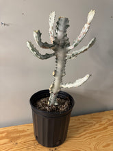 Load image into Gallery viewer, 183. Euphorbia Lactea ‘Ghost’ - (Ships within Canada only)