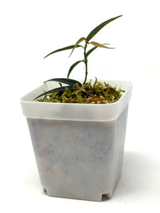 Hoya Oligantha