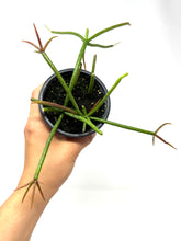 Load image into Gallery viewer, Rhipsalis Baccifera (Ships within Canada only)