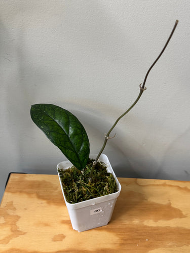 80. Hoya Blessing