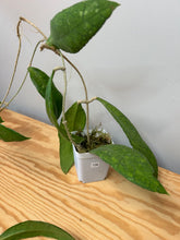 Load image into Gallery viewer, 136. Hoya Ann