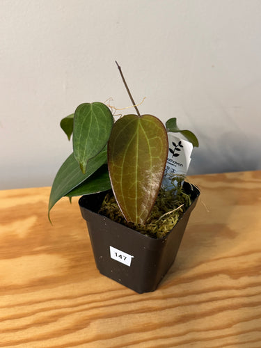 147. Hoya Pottsii