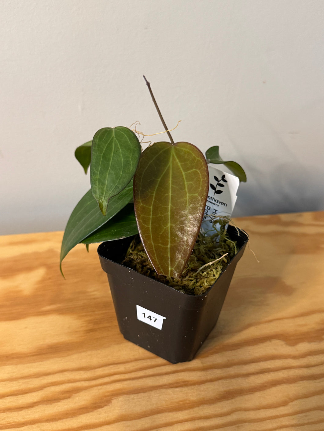 147. Hoya Pottsii