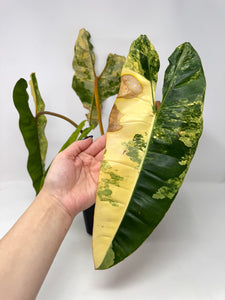 Philodendron Billietiae Variegated B