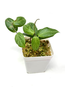 Hoya Fitchii