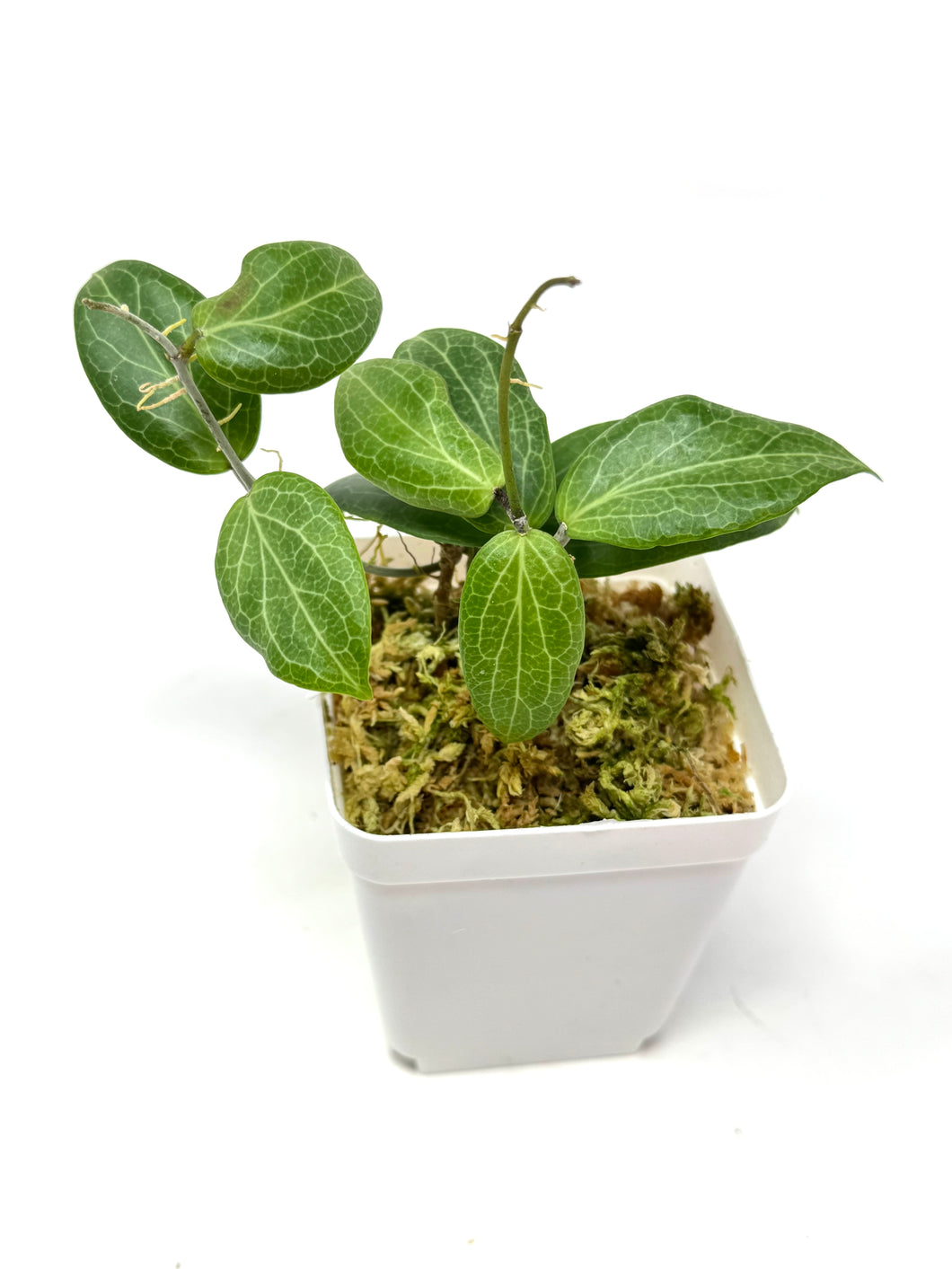 Hoya Fitchii
