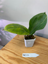 Load image into Gallery viewer, 104. Hoya Lambii