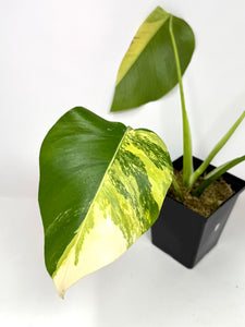 Monstera Deliciosa Aurea Variegated A