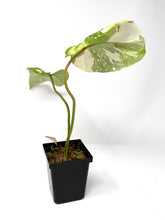 Load image into Gallery viewer, Philodendron Gloriosum Variegated B