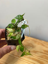 Load image into Gallery viewer, 118. Hoya Lacunosa Variegated