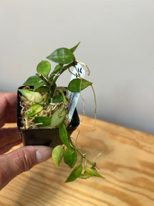 118. Hoya Lacunosa Variegated