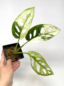 Monstera Adansonii Variegated C