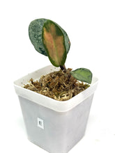 Load image into Gallery viewer, Hoya Carnosa Argentea Princess E