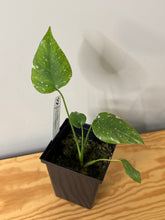 Load image into Gallery viewer, 87. Monstera Thai Constellation