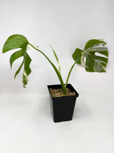 Monstera Deliciosa Albo Variegated A