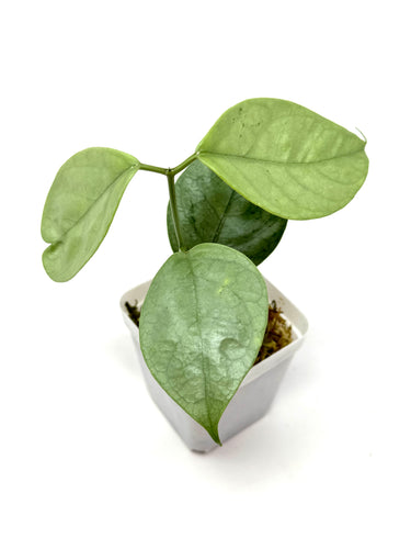 Hoya Coriacea Silver