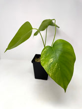 Load image into Gallery viewer, Monstera Deliciosa Aurea Variegated E