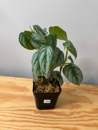112. Philodendron Sodiroi Ornatum