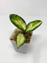Load image into Gallery viewer, Hoya Carnosa ‘Krimson Princess’