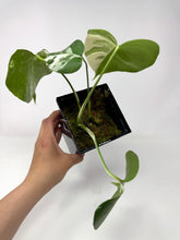 Load image into Gallery viewer, Monstera Deliciosa Albo Variegated C