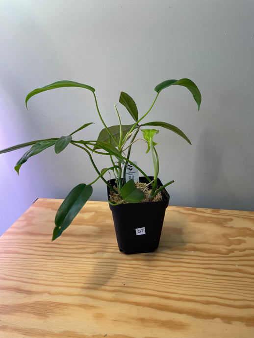 37. Philodendron 69686