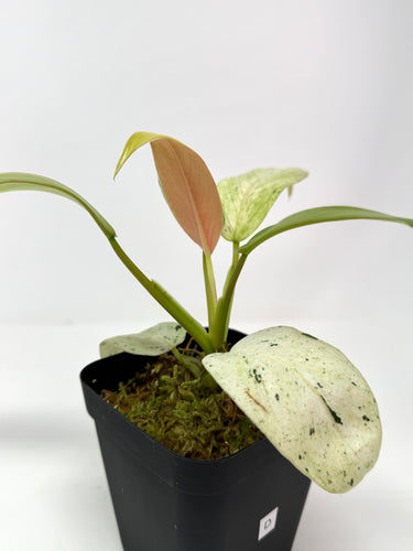 Philodendron Whipple Way D