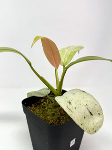 Philodendron Whipple Way D