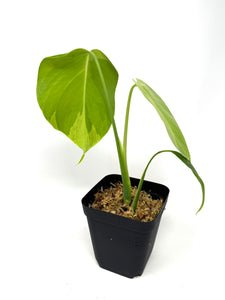 Monstera Deliciosa Aurea Variegated B