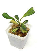 Load image into Gallery viewer, Hoya Manipurensis Variegated