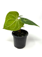 Load image into Gallery viewer, Anthurium Clarinervium 4”