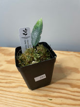 Load image into Gallery viewer, 231. Hoya Carnosa Grey Ghost