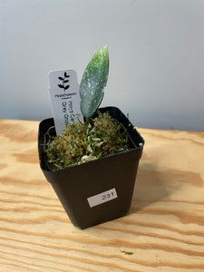 231. Hoya Carnosa Grey Ghost