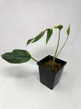 Load image into Gallery viewer, Epipremnum Pinnatum Albo Variegated