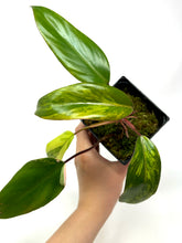 Load image into Gallery viewer, Philodendron Strawberry Shake B